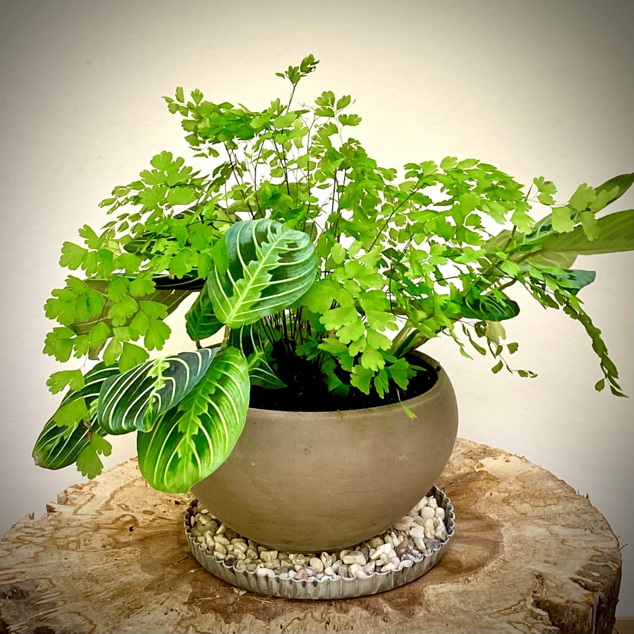 a close up of a green plant